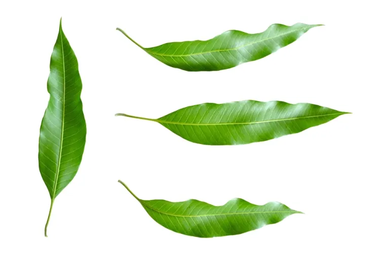 Stvarno si genijalac ako prepozna&scaron; ovo voće po li&scaron;ću: Na nekim se pitanjima lako poskliznuti