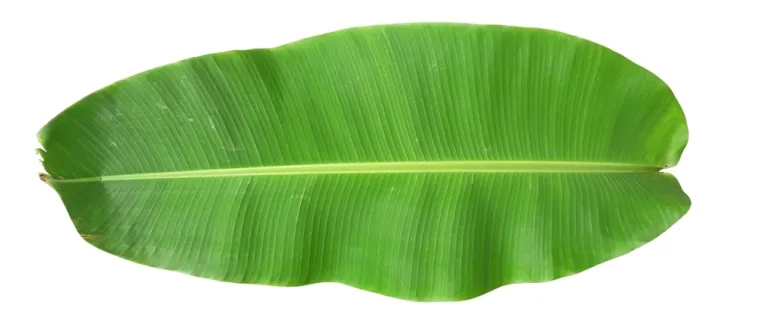 Stvarno si genijalac ako prepozna&scaron; ovo voće po li&scaron;ću: Na nekim se pitanjima lako poskliznuti