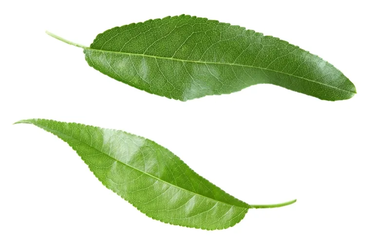 Stvarno si genijalac ako prepozna&scaron; ovo voće po li&scaron;ću: Na nekim se pitanjima lako poskliznuti