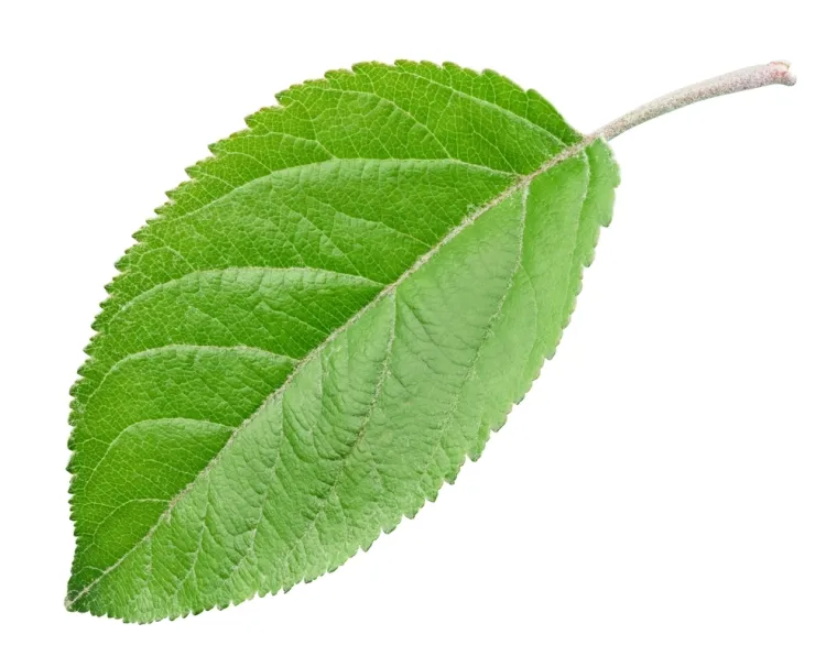 Stvarno si genijalac ako prepozna&scaron; ovo voće po li&scaron;ću: Na nekim se pitanjima lako poskliznuti