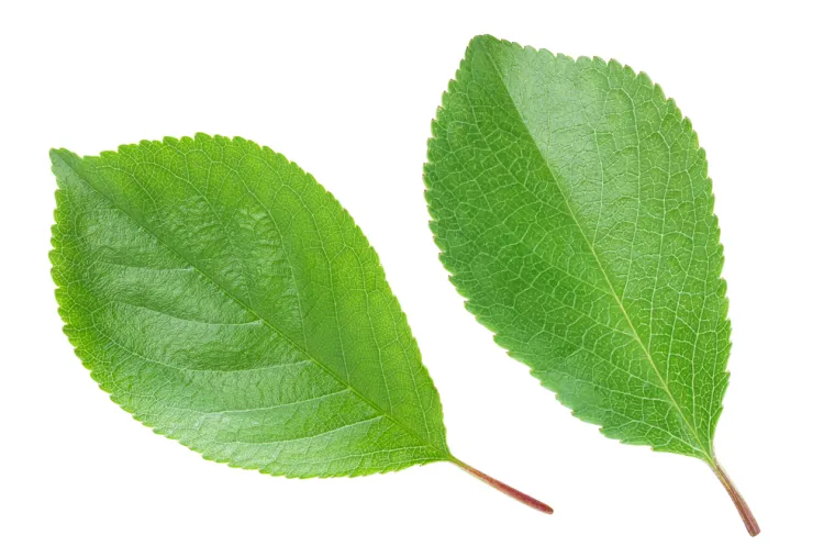 Stvarno si genijalac ako prepozna&scaron; ovo voće po li&scaron;ću: Na nekim se pitanjima lako poskliznuti