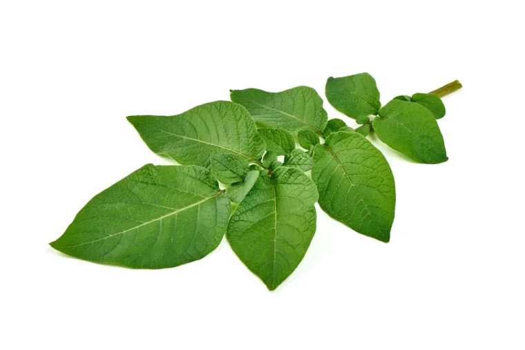 Nije lako prepoznati li&scaron;će ovog povrća: Dokaži da si genije na ovom kvizu