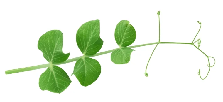 Nije lako prepoznati li&scaron;će ovog povrća: Dokaži da si genije na ovom kvizu