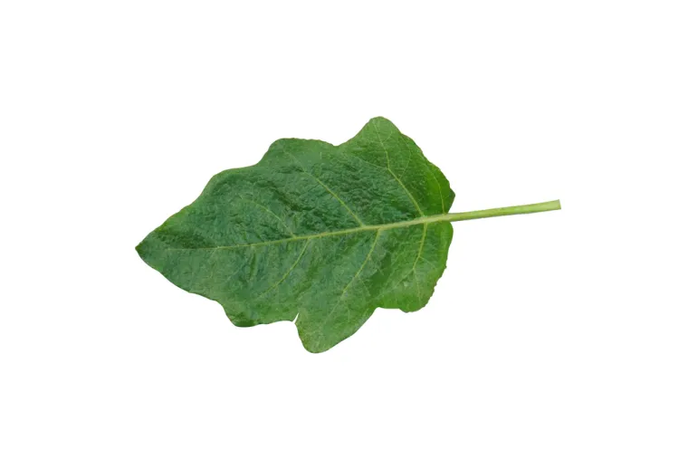 Nije lako prepoznati li&scaron;će ovog povrća: Dokaži da si genije na ovom kvizu