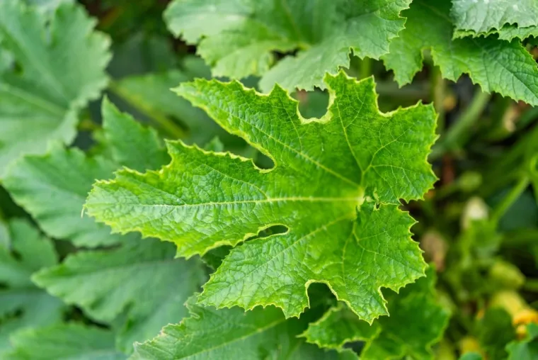 Nije lako prepoznati li&scaron;će ovog povrća: Dokaži da si genije na ovom kvizu