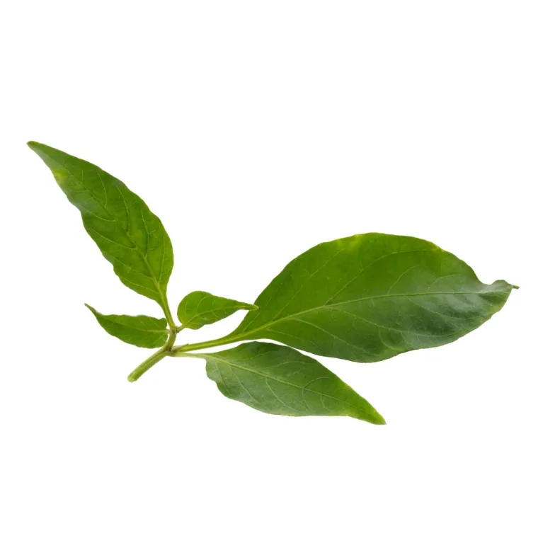 Nije lako prepoznati li&scaron;će ovog povrća: Dokaži da si genije na ovom kvizu