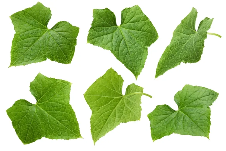 Nije lako prepoznati li&scaron;će ovog povrća: Dokaži da si genije na ovom kvizu