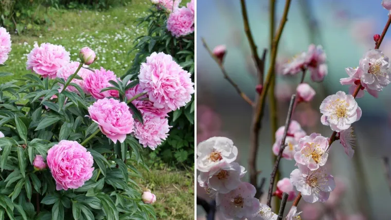 Samo će pravi kvizomani znati koji su nacionalni cvjetovi ovih država
