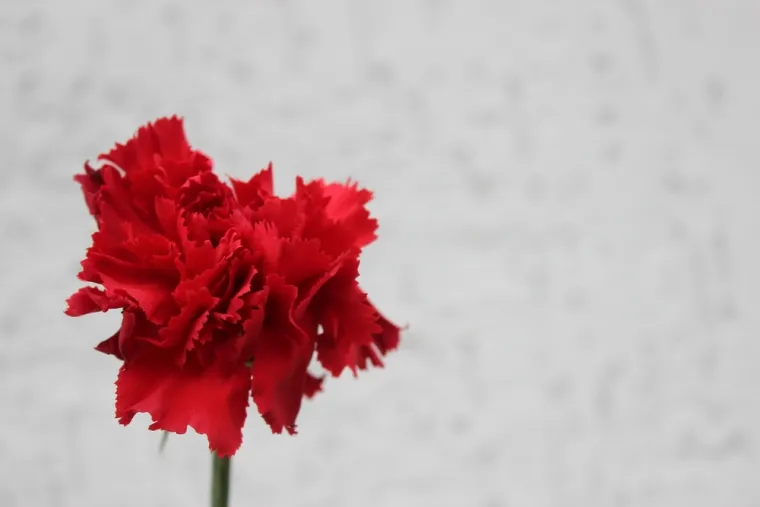 Samo će pravi kvizomani znati koji su nacionalni cvjetovi ovih država