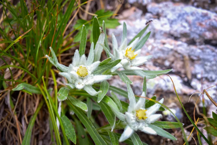 Samo će pravi kvizomani znati koji su nacionalni cvjetovi ovih država