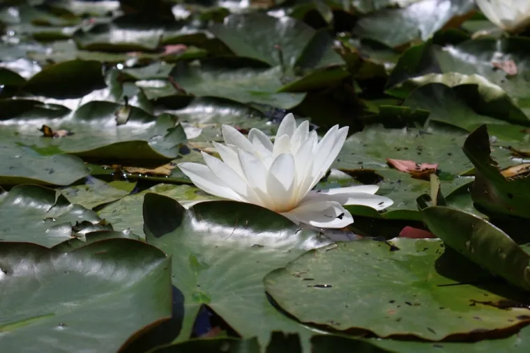 Samo će pravi kvizomani znati koji su nacionalni cvjetovi ovih država