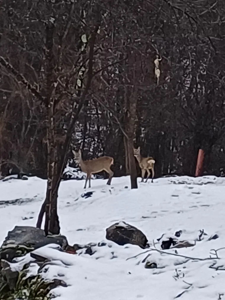 Idilični prizori diljem Hrvatske: Je li snijeg stigao i u va&scaron; kraj?