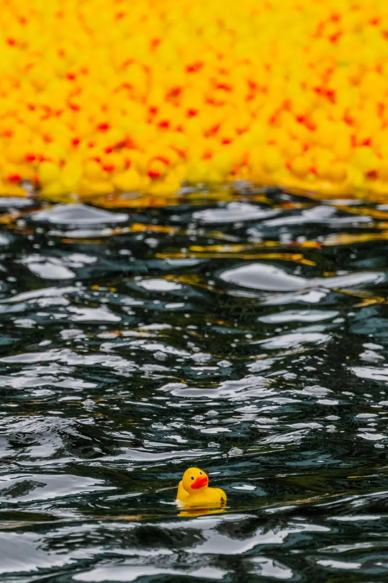 Prije 34 godine nesreća je poslala tisuće patkica oko svijeta: Nevjerojatno gdje su zavr&scaron;ile