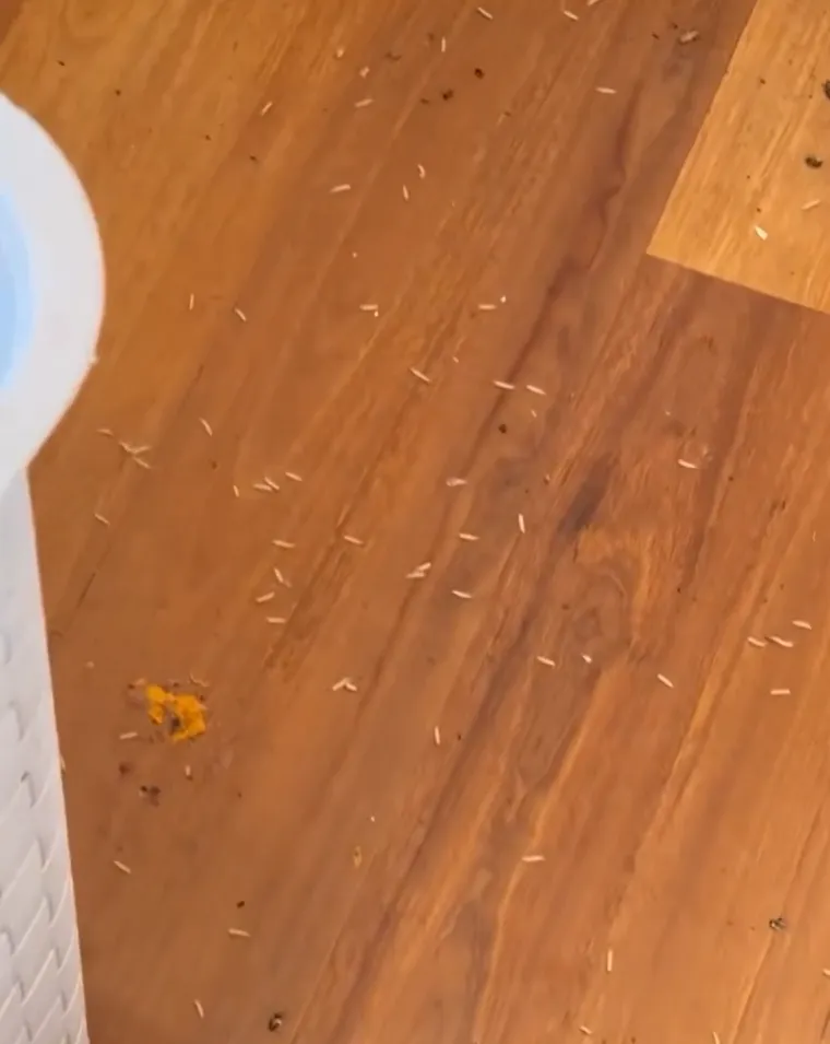 Smrad, prljav&scaron;tina i kaos do stropa: Njezin posao izaziva mučnine, ali njoj donosi ozbiljan novac