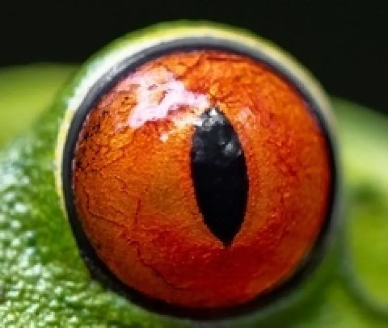 Možete li prepoznati o kojim se životinjama radi na temelju njihovih očiju?