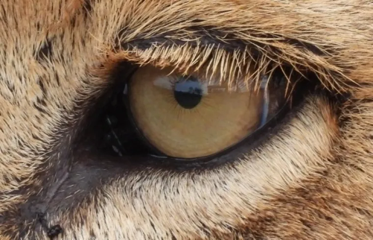 Možete li prepoznati o kojim se životinjama radi na temelju njihovih očiju?