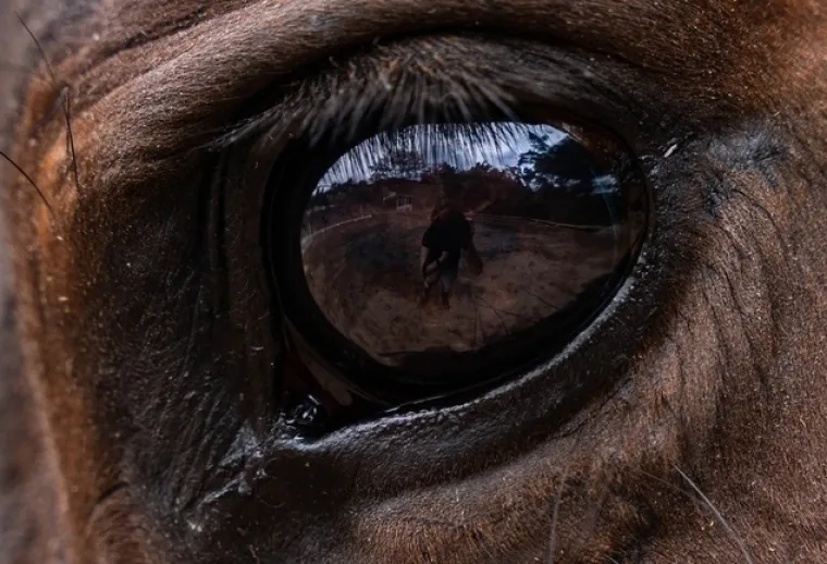 Možete li prepoznati o kojim se životinjama radi na temelju njihovih očiju?