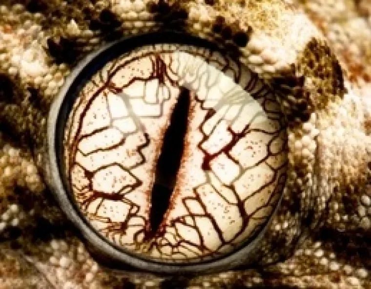 Možete li prepoznati o kojim se životinjama radi na temelju njihovih očiju?