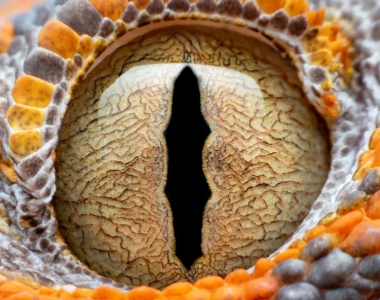 Možete li prepoznati o kojim se životinjama radi na temelju njihovih očiju?