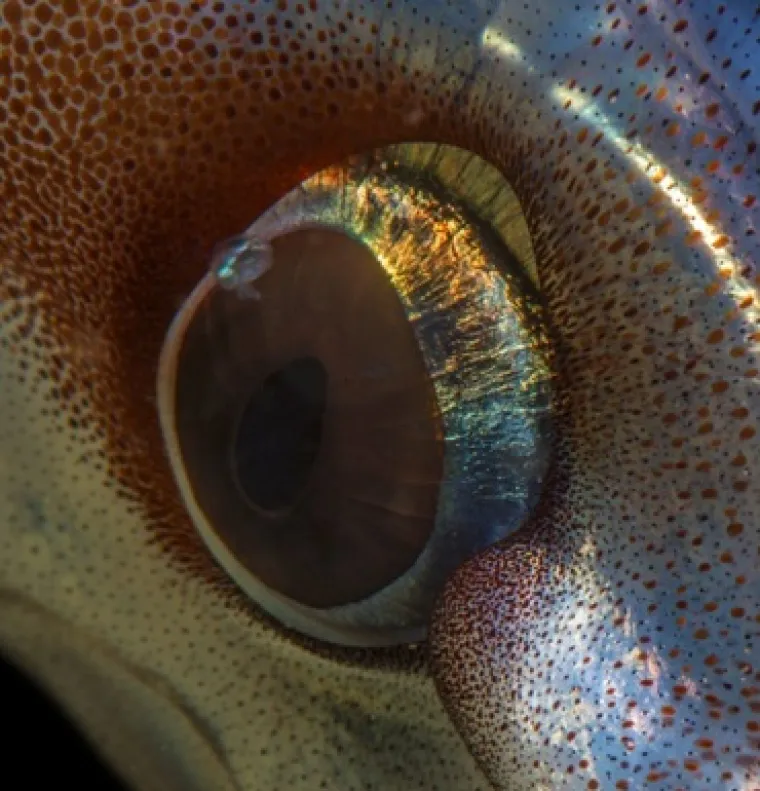 Možete li prepoznati o kojim se životinjama radi na temelju njihovih očiju?