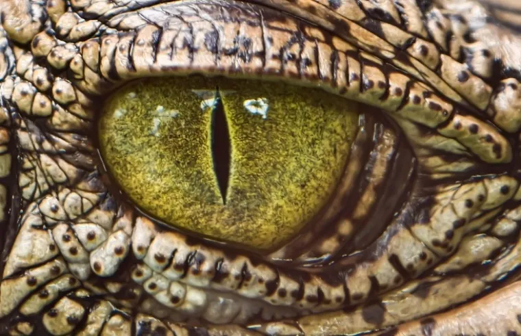 Možete li prepoznati o kojim se životinjama radi na temelju njihovih očiju?