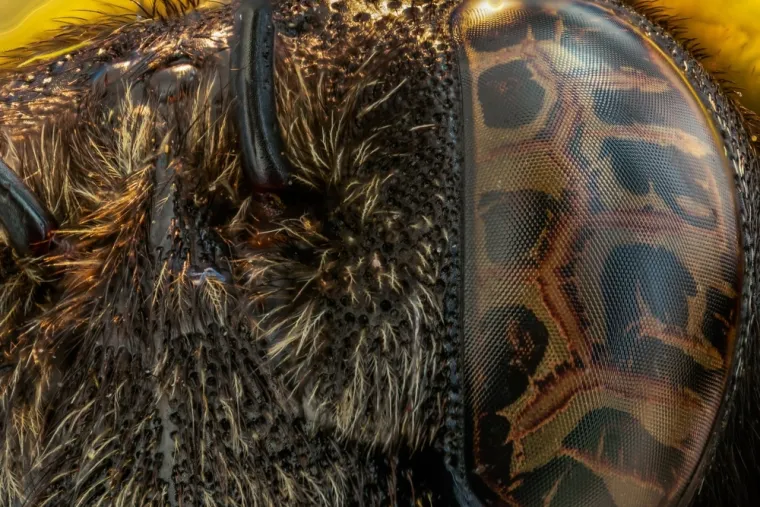 Možete li prepoznati o kojim se životinjama radi na temelju njihovih očiju?