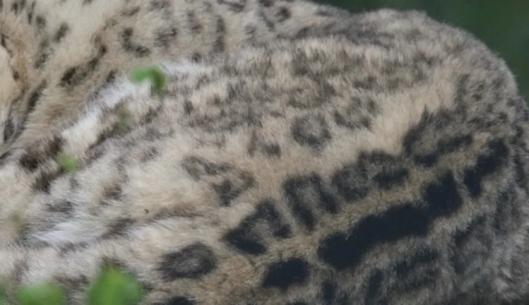 Samo najveći obožavatelji mačaka mogu ih prepoznati po uzorku krzna: Jeste li među njima?