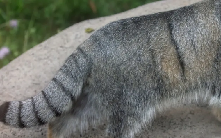 Samo najveći obožavatelji mačaka mogu ih prepoznati po uzorku krzna: Jeste li među njima?