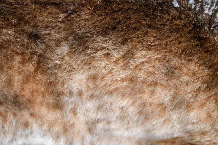 Samo najveći obožavatelji mačaka mogu ih prepoznati po uzorku krzna: Jeste li među njima?