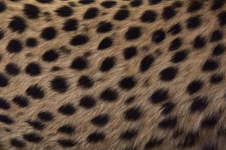 Samo najveći obožavatelji mačaka mogu ih prepoznati po uzorku krzna: Jeste li među njima?