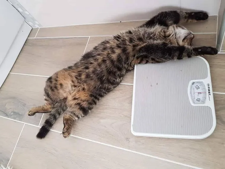 Poslali ste nam najsmje&scaron;nije fotke svojih ljubimaca i uljep&scaron;ali dan, totalni su urnebes