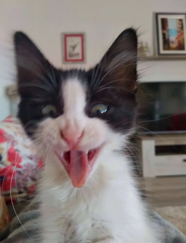 Poslali ste nam najsmje&scaron;nije fotke svojih ljubimaca i uljep&scaron;ali dan, totalni su urnebes