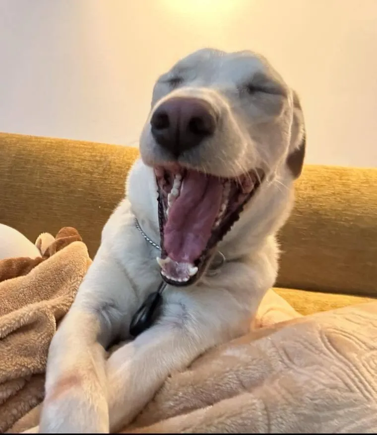 Poslali ste nam najsmje&scaron;nije fotke svojih ljubimaca i uljep&scaron;ali dan, totalni su urnebes