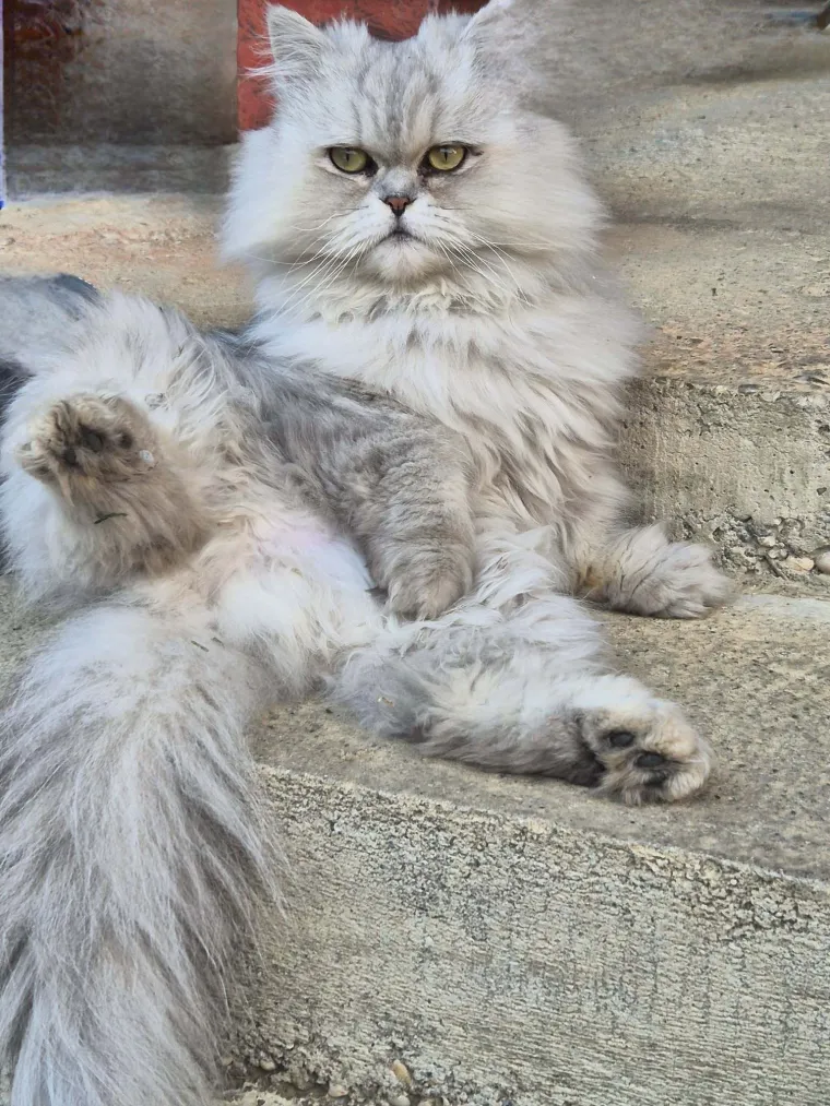 Poslali ste nam najsmje&scaron;nije fotke svojih ljubimaca i uljep&scaron;ali dan, totalni su urnebes