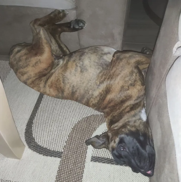 Poslali ste nam najsmje&scaron;nije fotke svojih ljubimaca i uljep&scaron;ali dan, totalni su urnebes