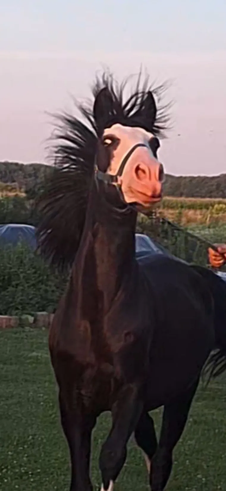 Poslali ste nam najsmje&scaron;nije fotke svojih ljubimaca i uljep&scaron;ali dan, totalni su urnebes