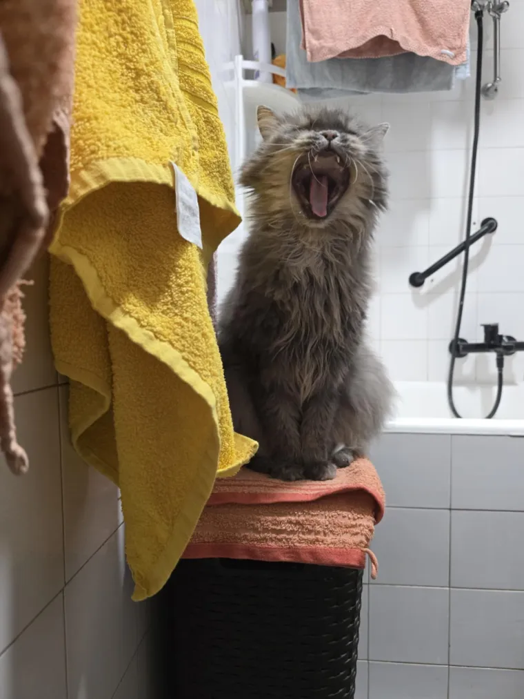 Poslali ste nam najsmje&scaron;nije fotke svojih ljubimaca i uljep&scaron;ali dan, totalni su urnebes