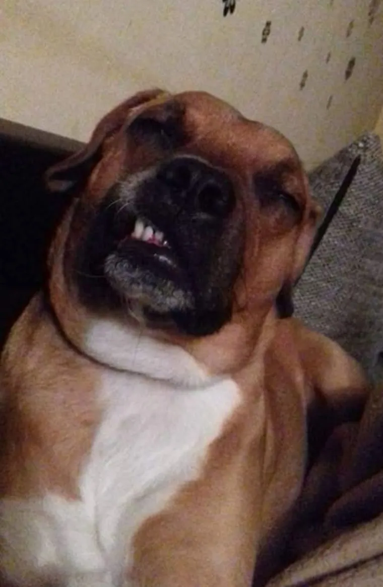 Poslali ste nam najsmje&scaron;nije fotke svojih ljubimaca i uljep&scaron;ali dan, totalni su urnebes