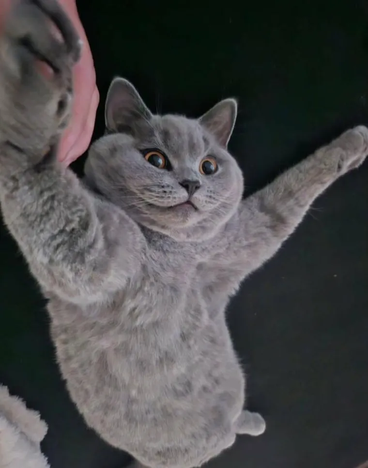 Poslali ste nam najsmje&scaron;nije fotke svojih ljubimaca i uljep&scaron;ali dan, totalni su urnebes