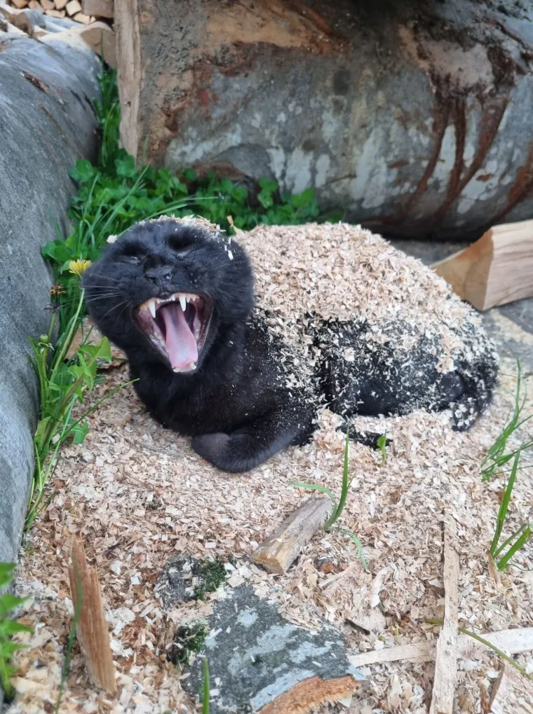 Poslali ste nam najsmje&scaron;nije fotke svojih ljubimaca i uljep&scaron;ali dan, totalni su urnebes