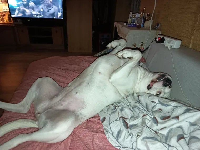 Poslali ste nam najsmje&scaron;nije fotke svojih ljubimaca i uljep&scaron;ali dan, totalni su urnebes