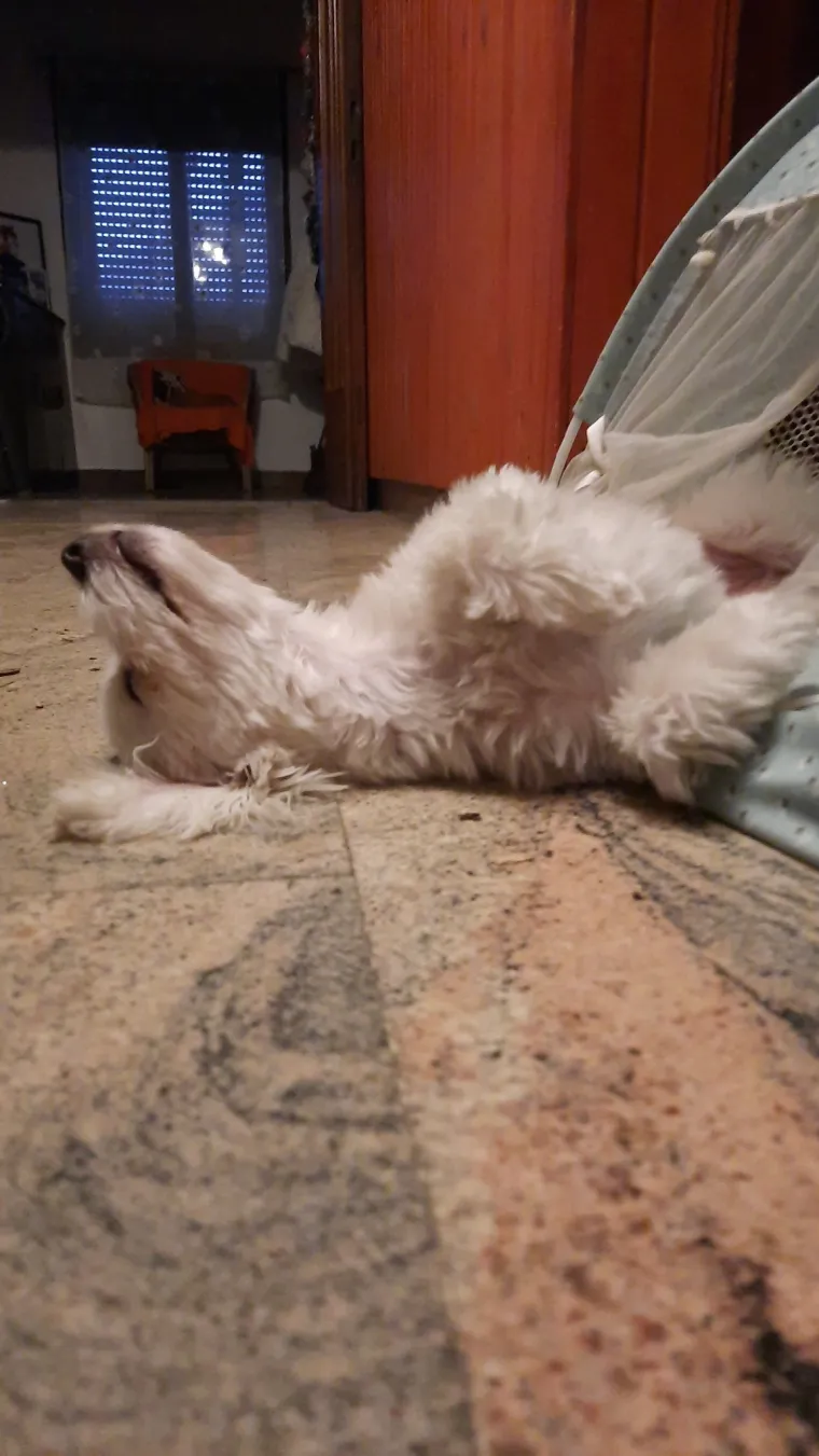 Poslali ste nam najsmje&scaron;nije fotke svojih ljubimaca i uljep&scaron;ali dan, totalni su urnebes