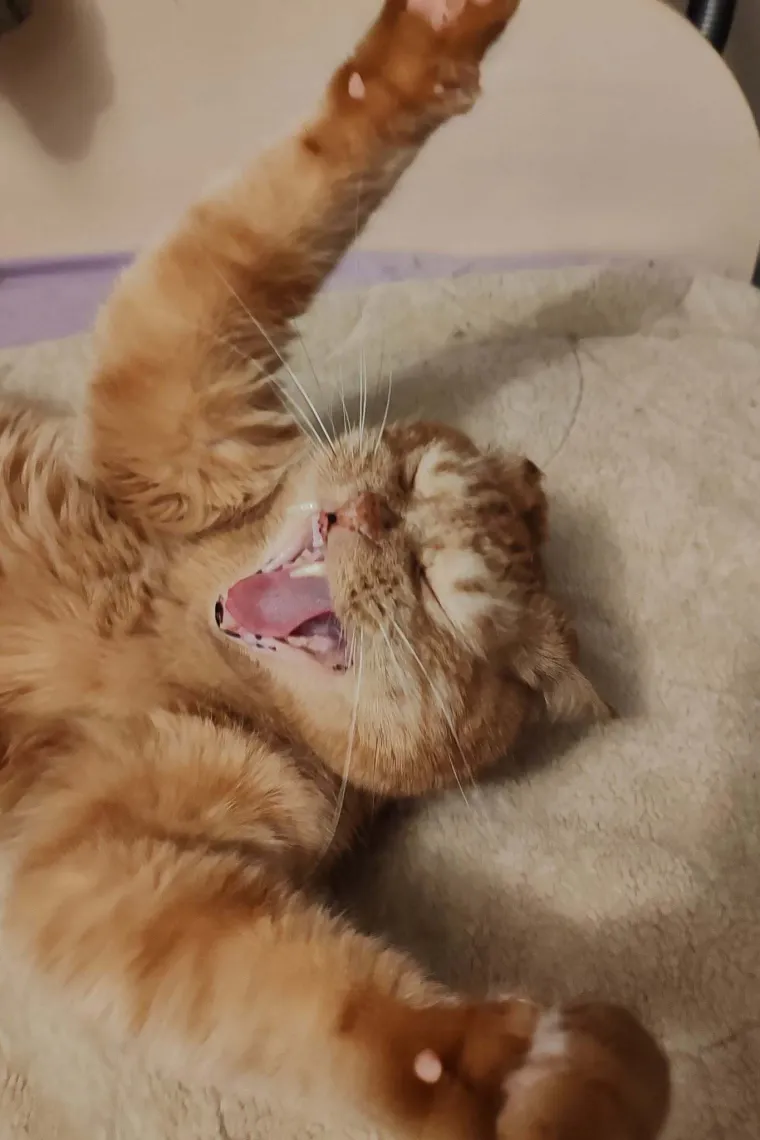 Poslali ste nam najsmje&scaron;nije fotke svojih ljubimaca i uljep&scaron;ali dan, totalni su urnebes