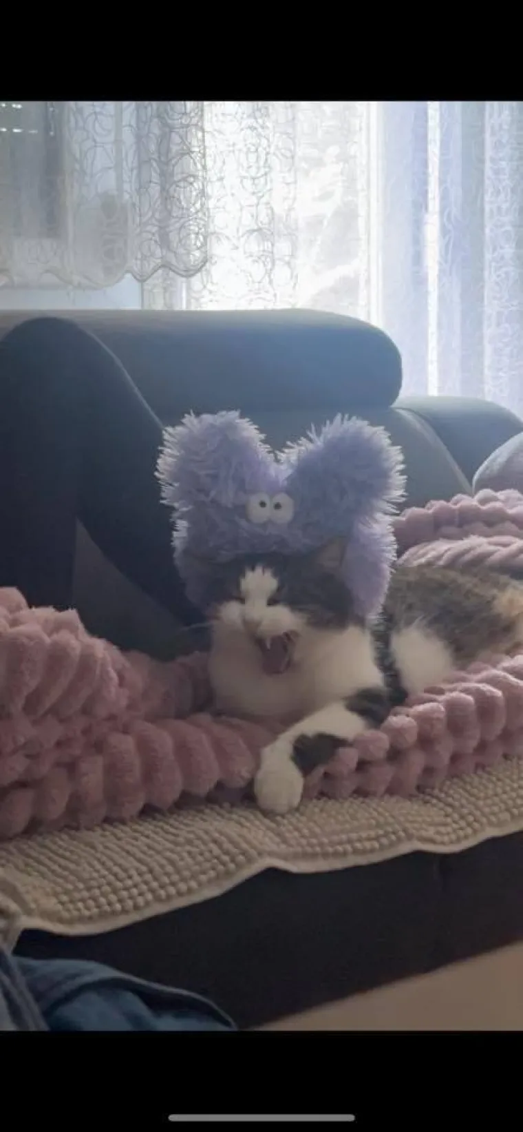 Poslali ste nam najsmje&scaron;nije fotke svojih ljubimaca i uljep&scaron;ali dan, totalni su urnebes