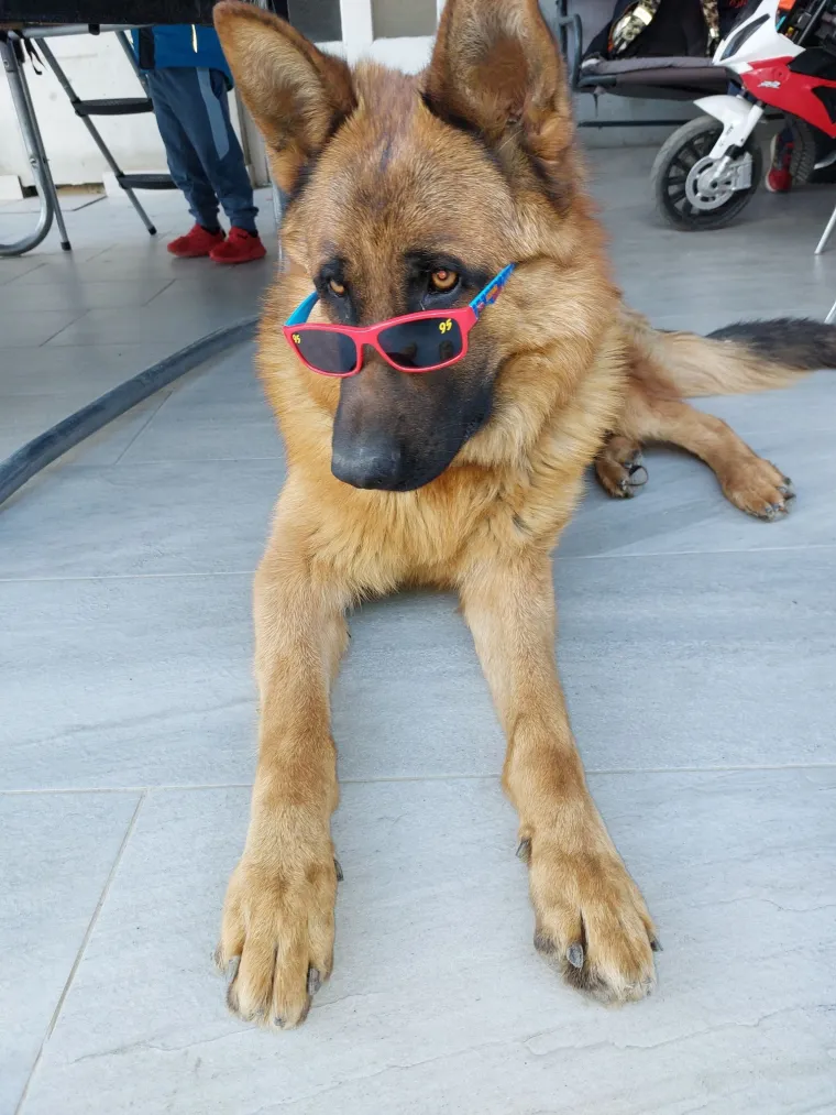 Poslali ste nam najsmje&scaron;nije fotke svojih ljubimaca i uljep&scaron;ali dan, totalni su urnebes