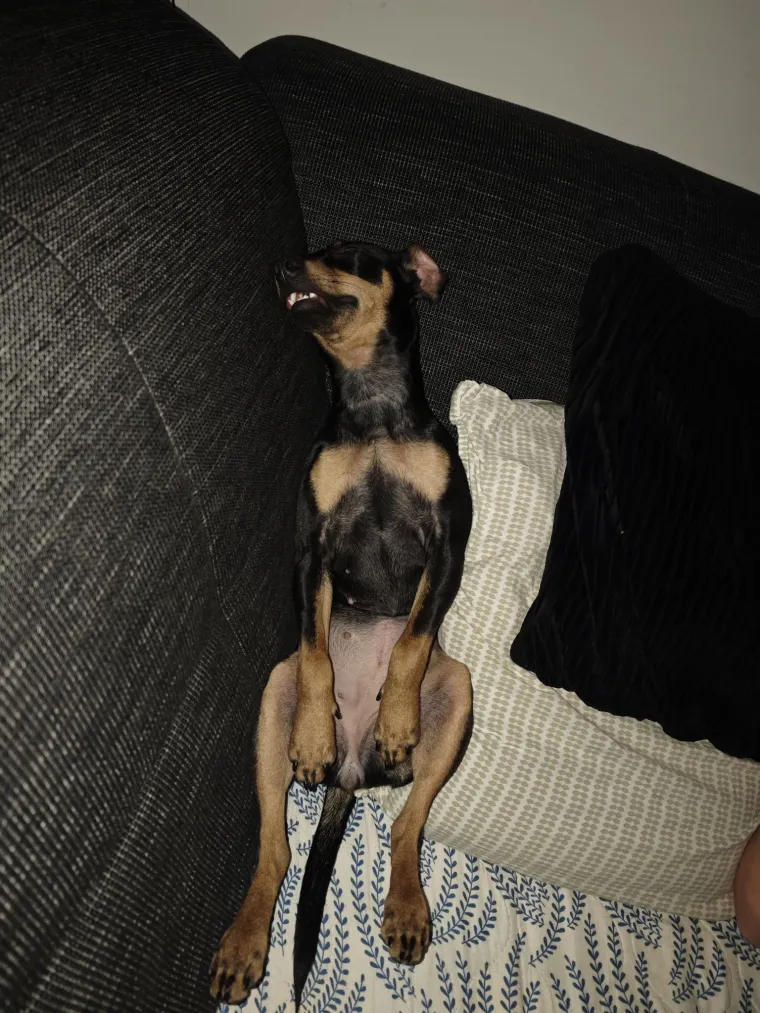 Poslali ste nam najsmje&scaron;nije fotke svojih ljubimaca i uljep&scaron;ali dan, totalni su urnebes