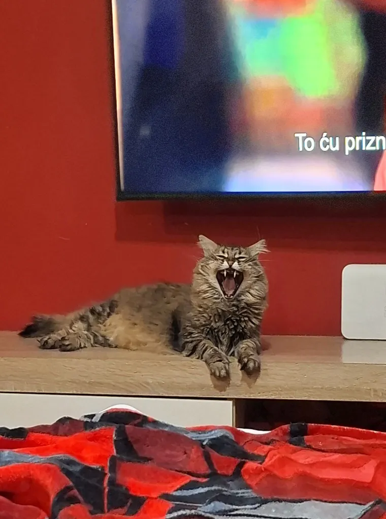 Poslali ste nam najsmje&scaron;nije fotke svojih ljubimaca i uljep&scaron;ali dan, totalni su urnebes