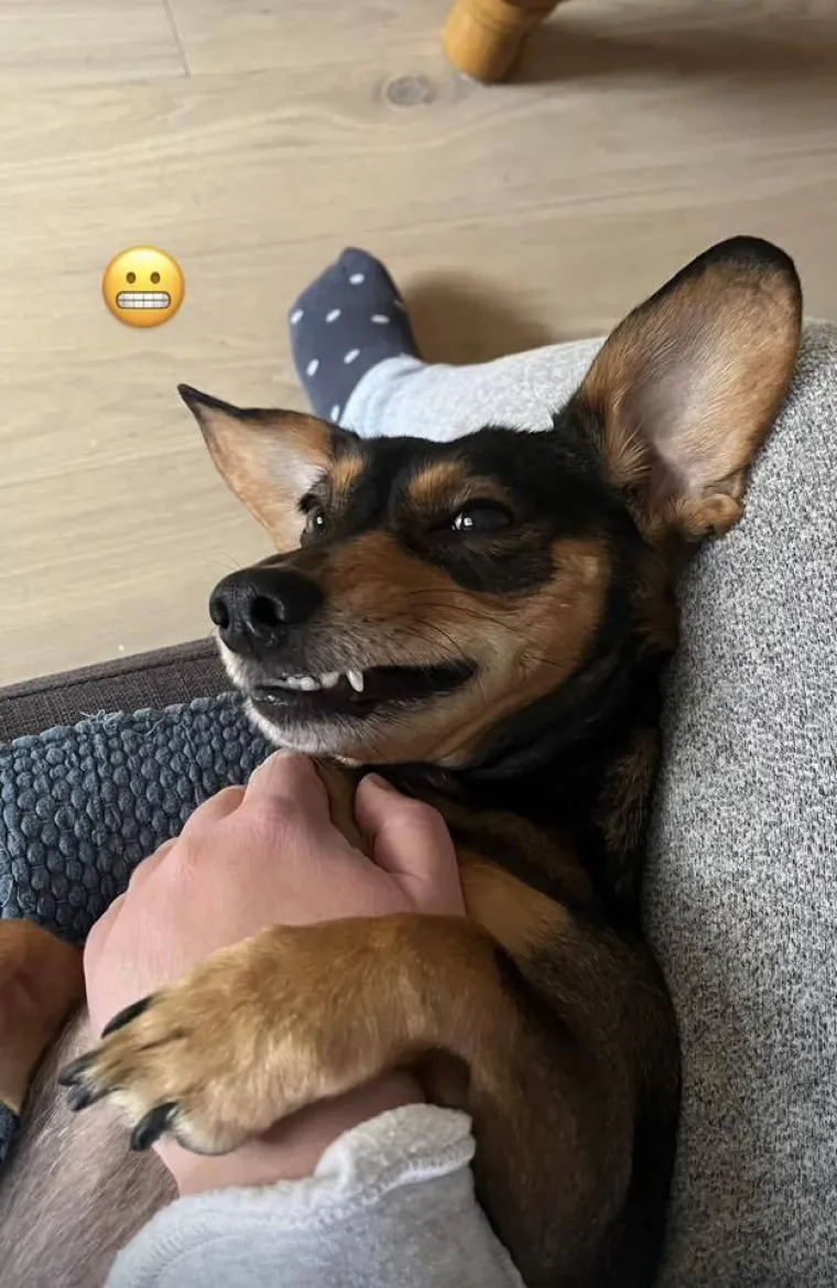 Poslali ste nam najsmje&scaron;nije fotke svojih ljubimaca i uljep&scaron;ali dan, totalni su urnebes