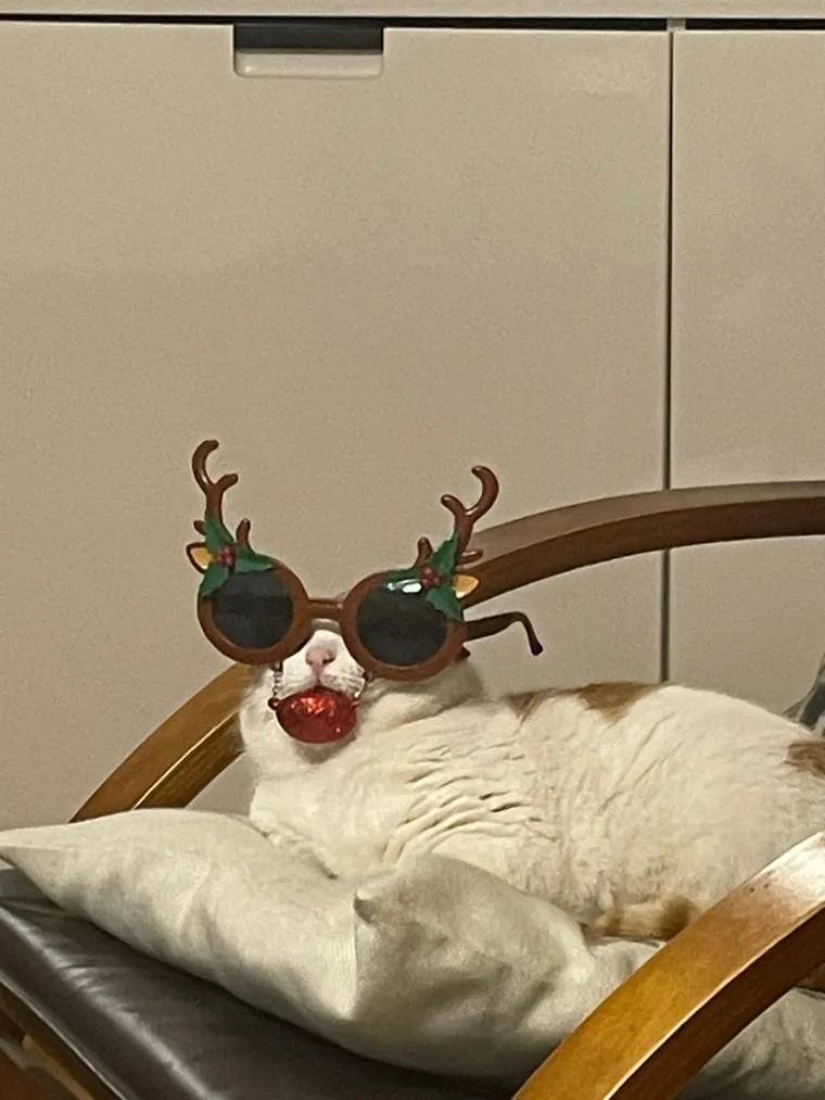 Poslali ste nam najsmje&scaron;nije fotke svojih ljubimaca i uljep&scaron;ali dan, totalni su urnebes