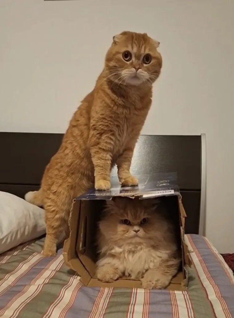 Poslali ste nam najsmje&scaron;nije fotke svojih ljubimaca i uljep&scaron;ali dan, totalni su urnebes